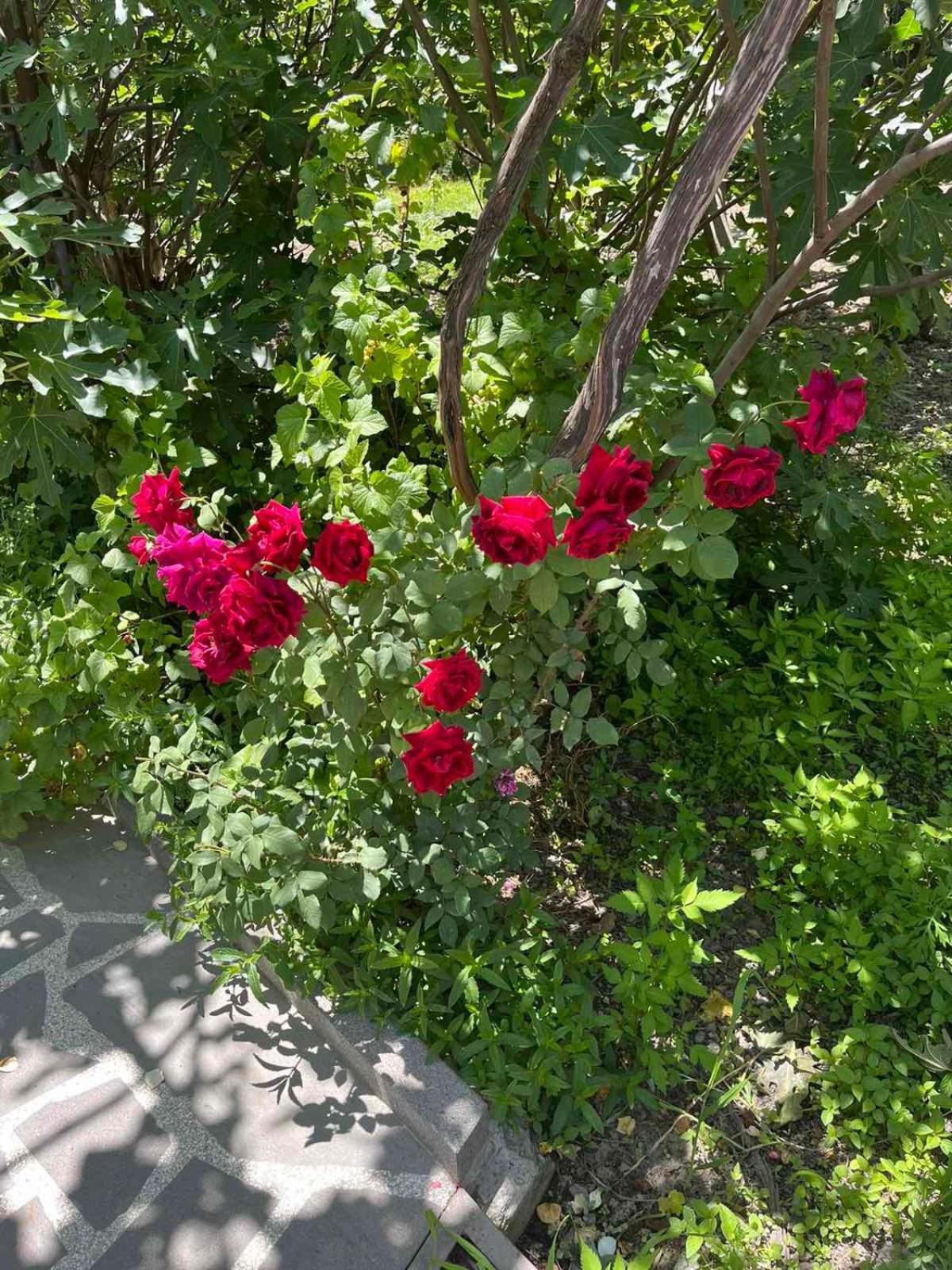 Ekas Rosengarten Gori Exterior photo